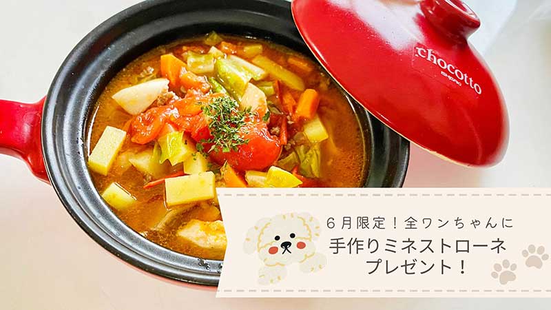 ６月限定！全ワンちゃんに手作りミネストローネプレゼント